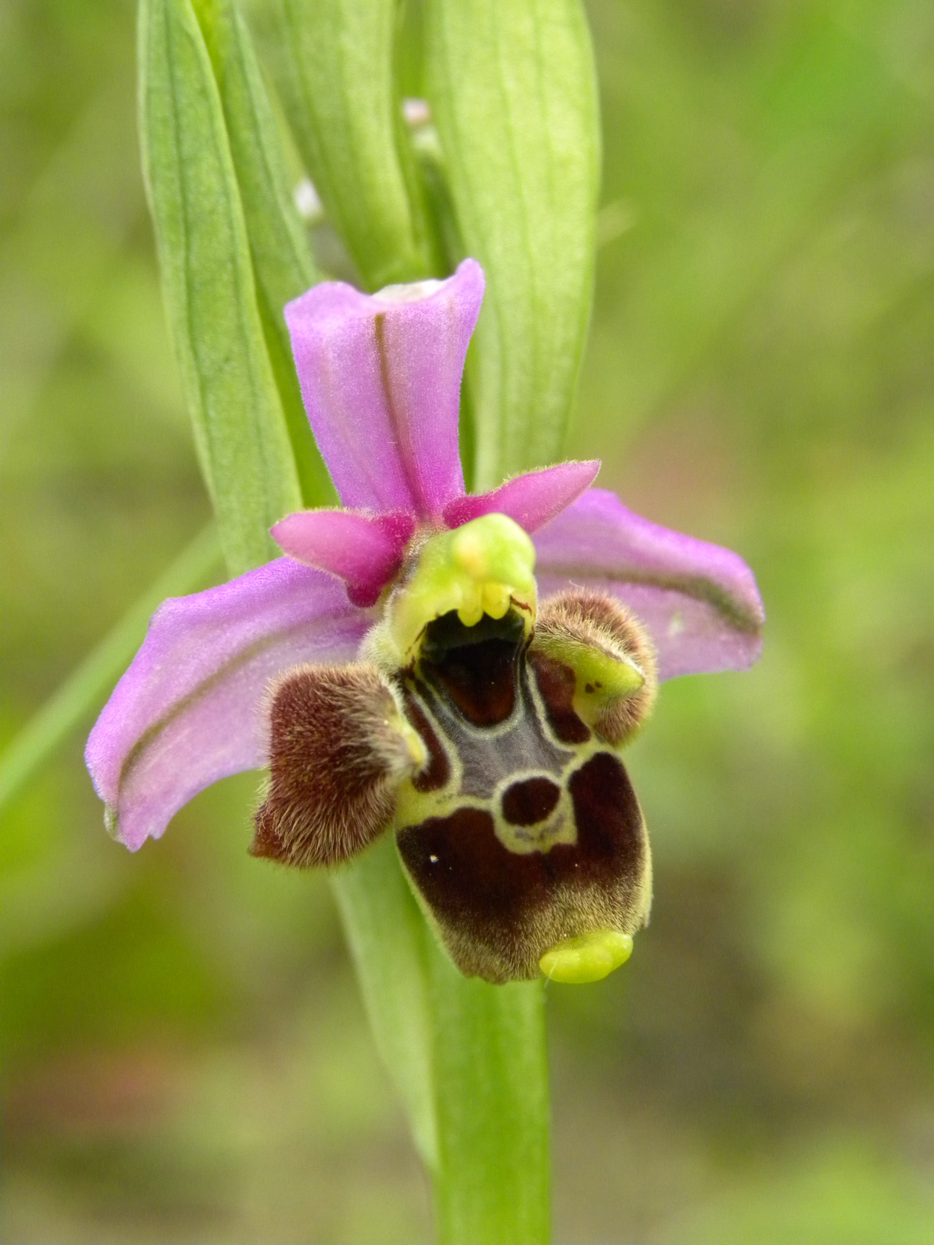 Festival della Custodia di orchidee spontanee 2026